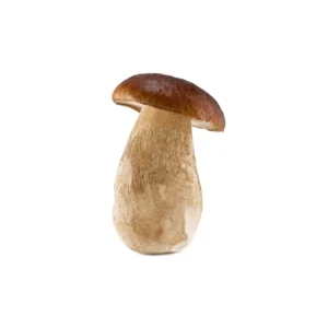 Frozen Boletus Edulis