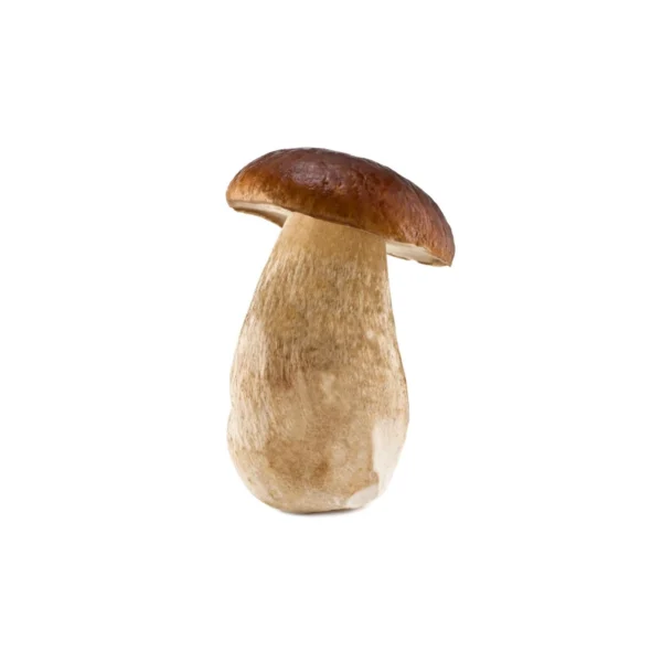 Frozen Boletus Edulis