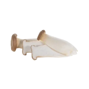 Frozen Eryngii Mushroom