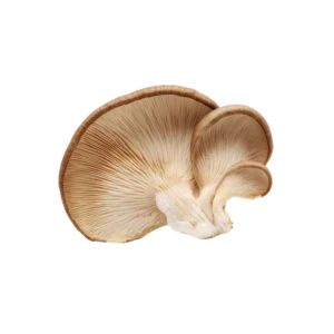 Frozen Oyster Mushroom