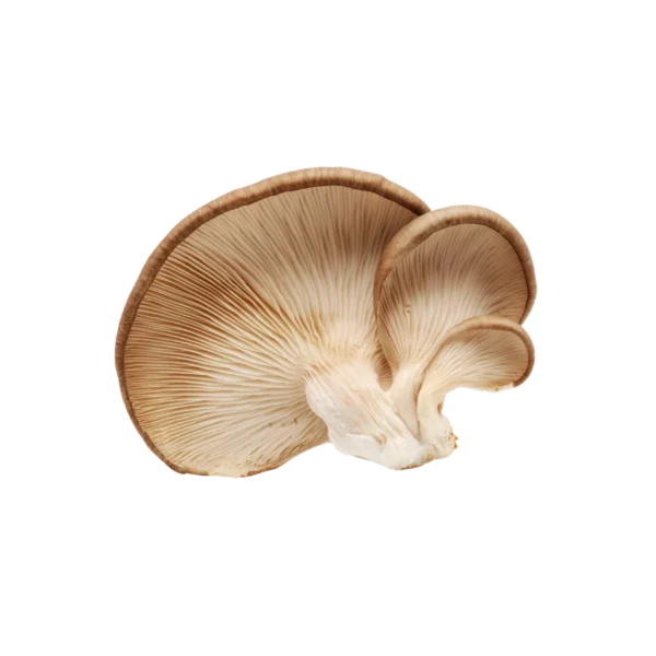 Oyster Mushroom Frozen Oyster Mushroom
