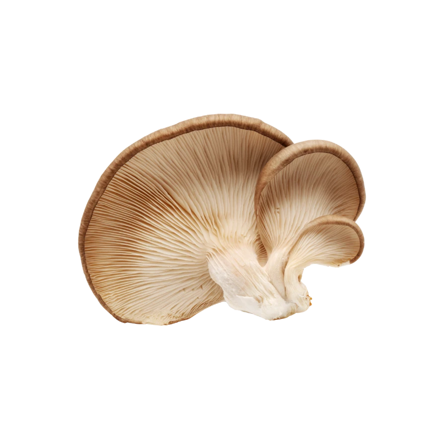 Frozen Oyster Mushroom