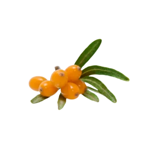 Frozen Sea Buckthorn