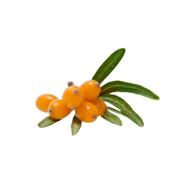 Frozen Sea Buckthorn
