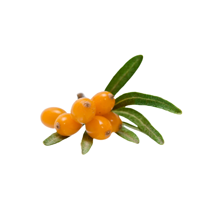 Frozen Sea Buckthorn