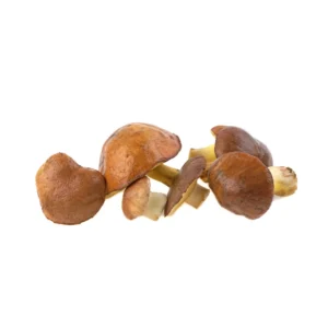 Frozen Suillus Granulatus