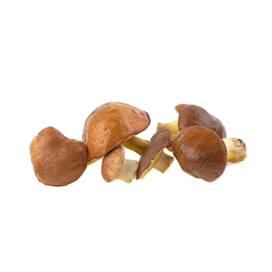 Frozen Suillus Granulatus